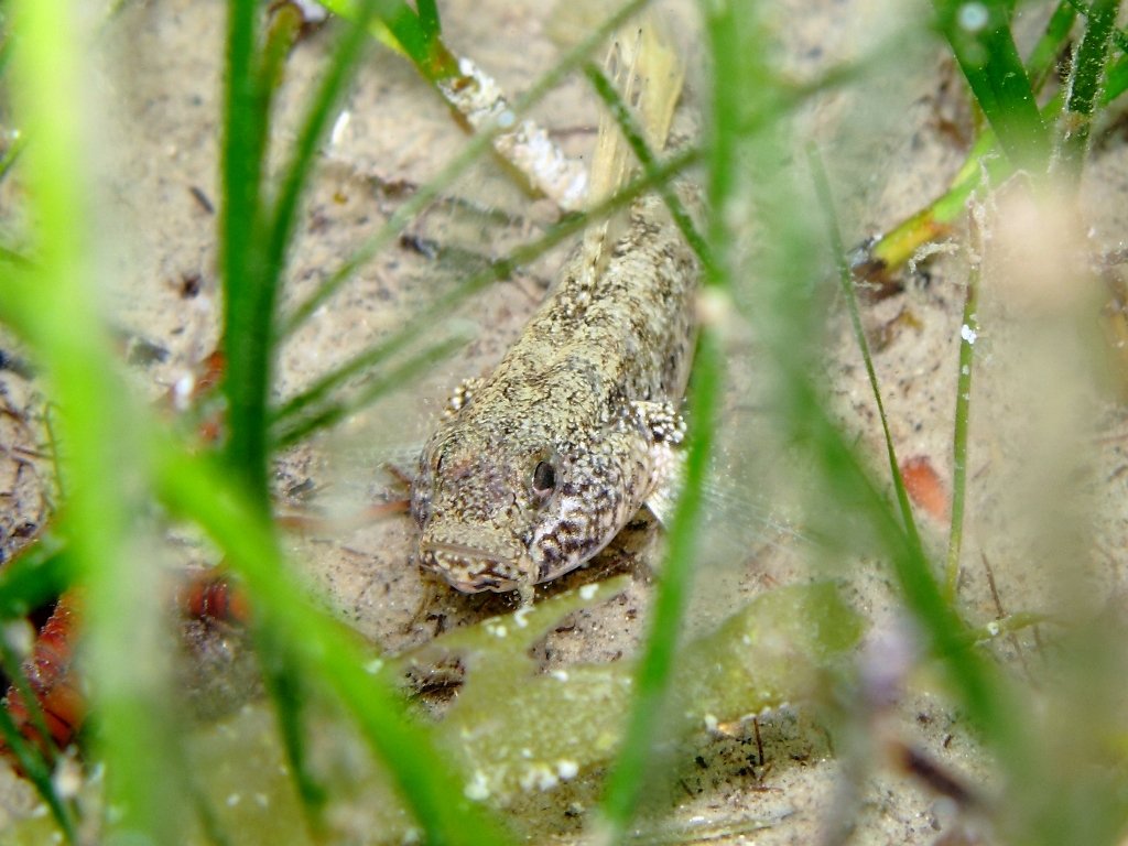 Gobius couchi (Miller & El-Tawil, 1974)